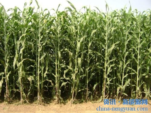 研究：生产者应该如何种植纤维素生物燃料作物