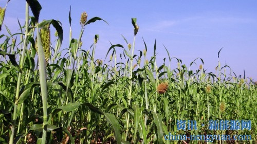 研究显示：美国生物质原料年产可达十亿吨