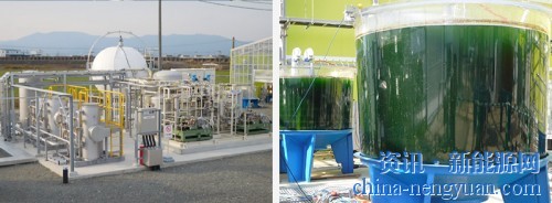 日本海藻养殖场获得可持续认证 产品可生产生物燃料