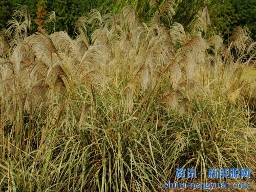 不惧寒冷！西伯利亚芒草成为最好的生物能源品种之一