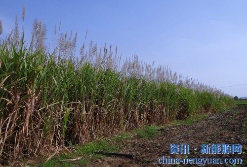 乙醇燃料为巴西农业用地的大规模扩张提供了动力