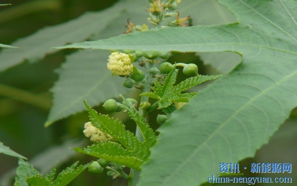 突尼斯国家石油公司将种植蓖麻用于可持续的生物燃料