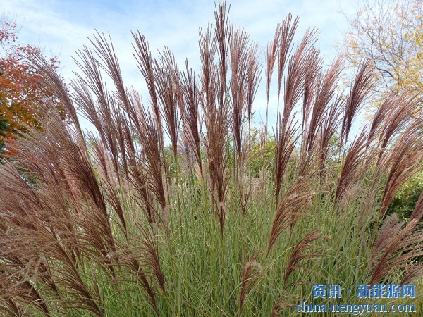 芒草：这种生物燃料可以帮助我们实现净零排放