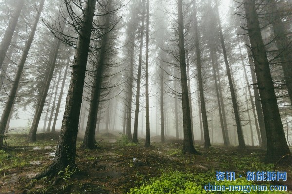 生物质气化与氢燃料的未来