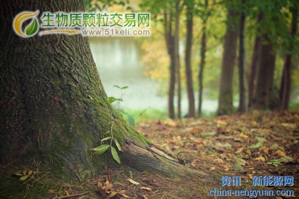 UNECE：欧洲的木材能源将得到重生