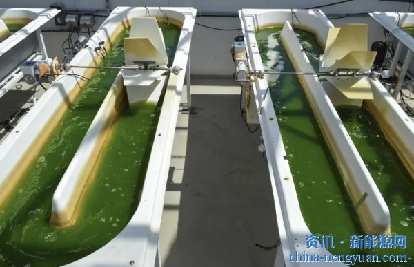 藻类生物燃料公司Viridos获得首轮2500万美元融资