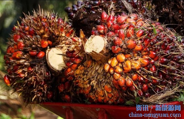 可持续棕榈油产量突破1500万吨里程碑