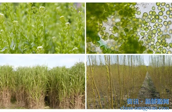美国能源部投入5200万美元用于推进特定用途种植能源作物的项目