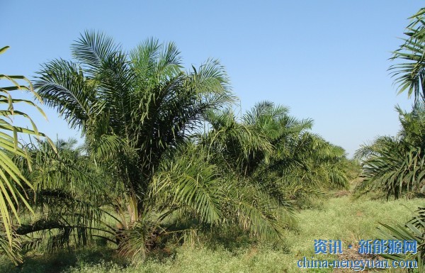 印尼全面实施B40生物柴油