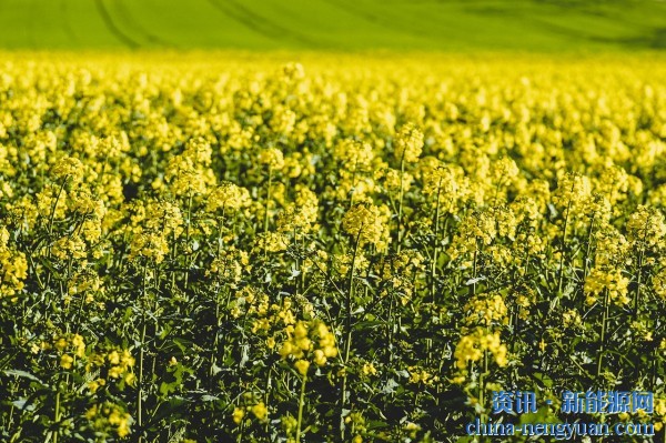 6.88亿吨！全球油籽收成将创历史新高