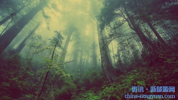 美国加州通过法案促进生物质发电