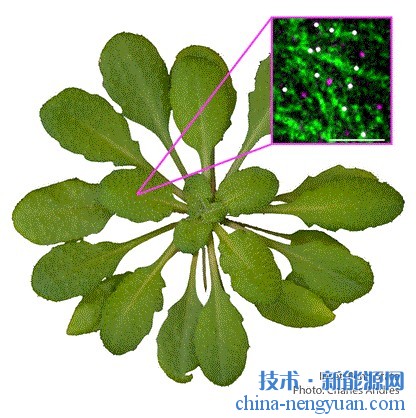 洞察纤维素如何构建可以使生物燃料受益