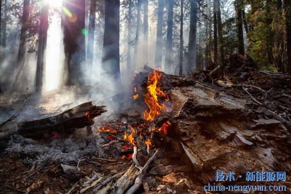 研究人员找到了一种使用枯树作为发电厂燃料的方法