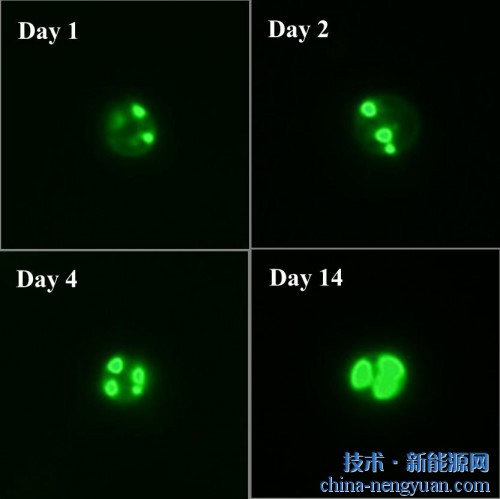 青岛能源所等微藻产油机制研究取得新成果